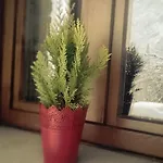 Casa Dei Fiori Appartement *